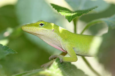 Green Anole Care Guide - Victor Martin's Awesome Website