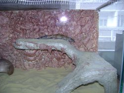 Leopard gecko cage