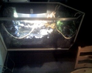 water dragon cage
